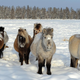 El caballo de Lenskaya era muy similar al moderno caballo Yakut.